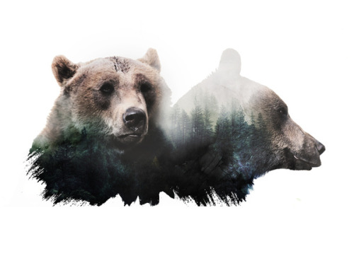 bestof-society6:ART PRINTS BY CAFELAB  Double Butterfly  Bear Brothers  Deer God 