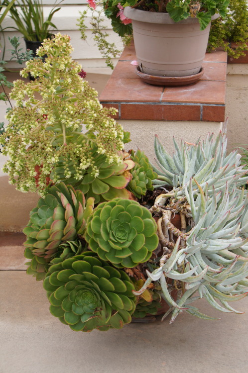 flora-file:Santa Cruz Combos (by flora-file)