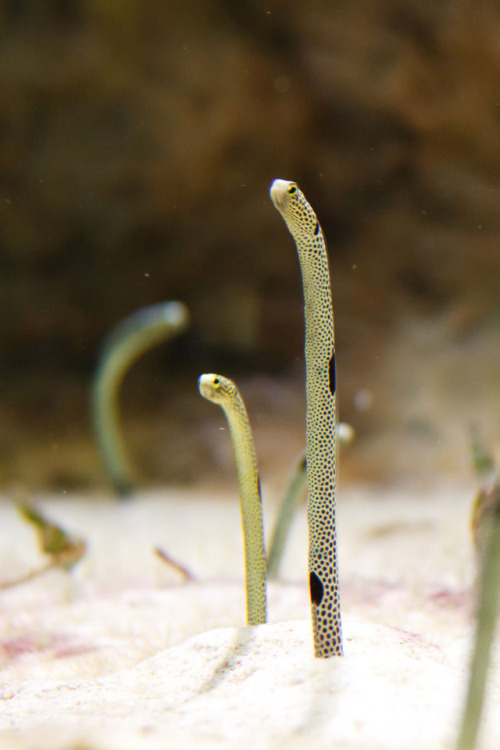cool-critters: Spotted garden eel (Heteroconger hassi) Spotted garden eels burrow into the sandy se