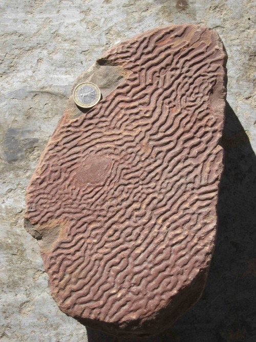 KinneyiaThis is a particularly neat and common variety of trace fossil, thought to be a common remna