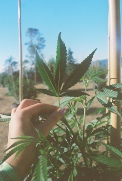 eliseisntfam0us:  pretty plants at an outdoor grow op in northern cali.  