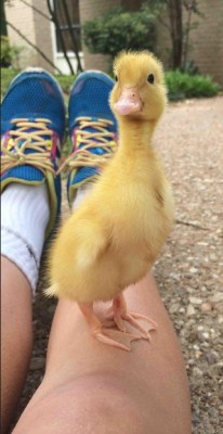 awwww-cute:  Reddit needs more ducks (Source: http://ift.tt/1CVC1Fe)