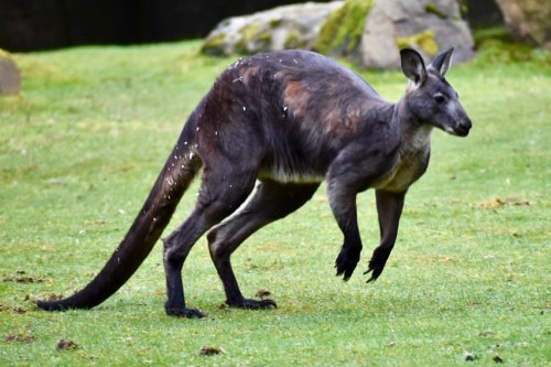 Kangaroos!! They look super tough✖️✖️✖️✖️✖️#woodlandparkzoo #zoophotography #animalphotos #anima