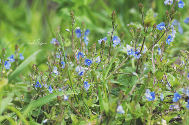  #floral#flowercore#plantcore#nature#nature photography#flowers#flower photography#veronica persica#persian speedwell#original photographers #photographers on tumblr