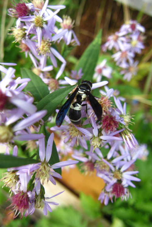 plantyhamchuk:Monobia quadridens - one of our native pollinators. A solitary, nonaggressive wasp it 