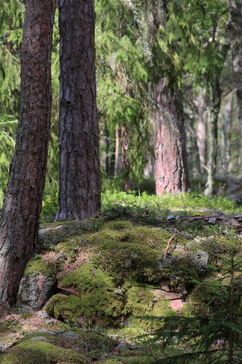 Forests of Sibberön and Kalvön, Värmland, Sweden.