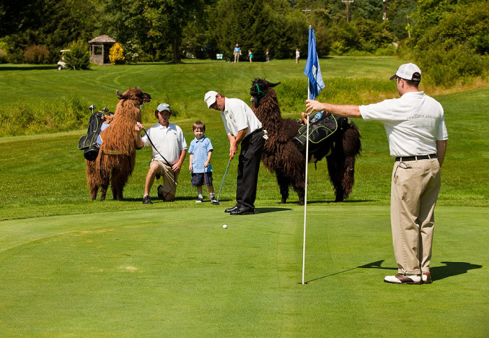 do we dare? Golf caddy llamas What more can I say? do we dare? Golf caddy llamas What more can I say?