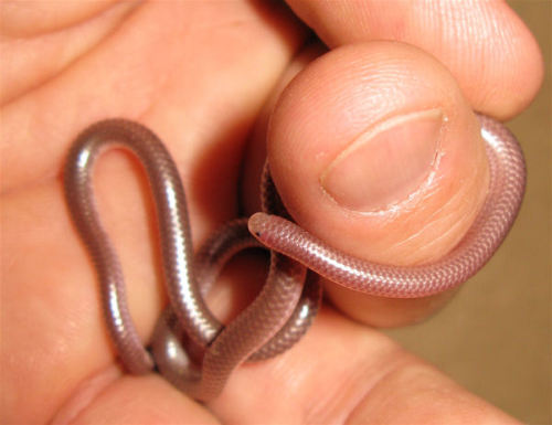 thecookiemonstress:  acrumblebatchwithcustardfreeman:  pimpunderthemountain:  careful-with-that-ass-eugene:  I’m so excited because I found out today that this little guy exists He’s a Western Blind Snake and he looks like a very shiny earthworm 