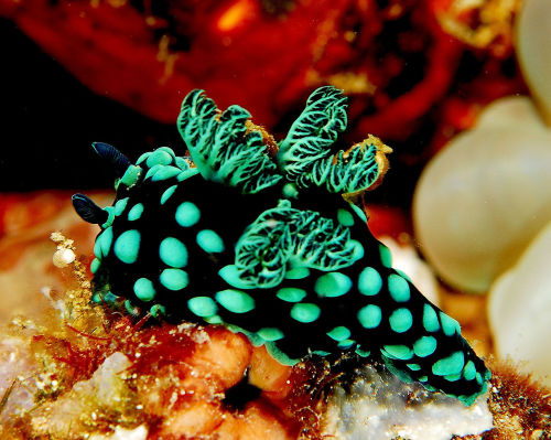 XXX sixpenceee:  Nembrotha cristata is a species photo