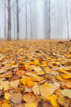etherealvistas:  Yellow Carpet (Bulgaria) by Evgeni Dinev