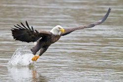 phototoartguy:  American Bald Eagle by Brian