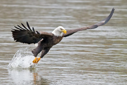 phototoartguy:  American Bald Eagle by Brian E Kushner on Flickr.