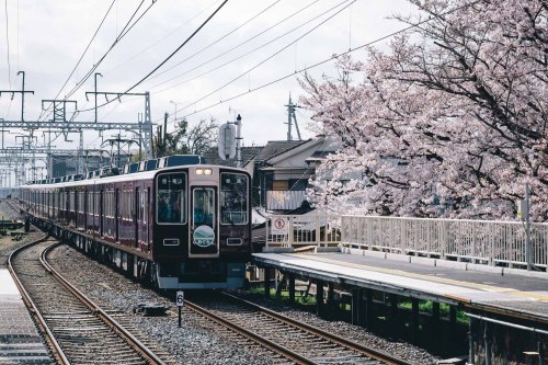 takashiyasui:  Kyoto in spring