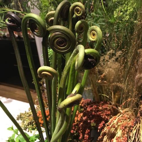 Pretty sure these would be Junji Ito&rsquo;s fave flower: fiddleheads by @putnamflowers #junjiito #s