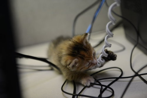 A little furry crew member: a tiny rescued kitten prowls around TV station.KENS 5 &amp; Kens5.com em