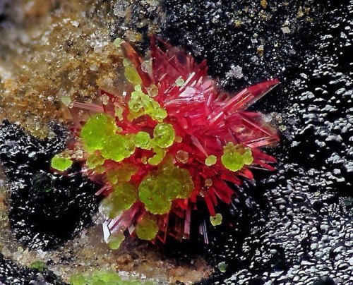 geologypage:  Erythrite & Conichalcite | #Geology #GeologyPage #Mineral  Locality: Encontrada Mine, Molvizar, Granada, Spain FOV: 1mm  Photo Copyright ©  C P Minerals /e-rocks.com  Geology Pagewww.geologypage.com