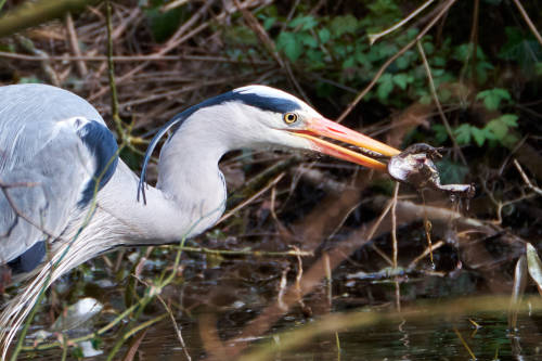 Drama at the pond or Dinner for a Grey Heron