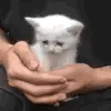 Should I Make An Acc For Layouts ...