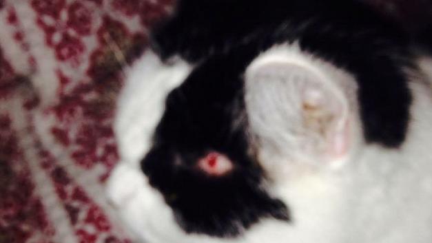 libfas: Animals rights group will no longer respond to extreme torture of animals