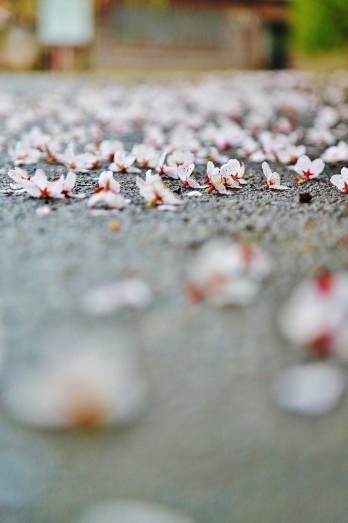 tomochael: 落ちたの桜