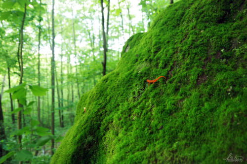 gothic-slug:frolicingintheforest:One of TWELVE Red Spotted Newts (Notophthalmus viridescens), I saw 