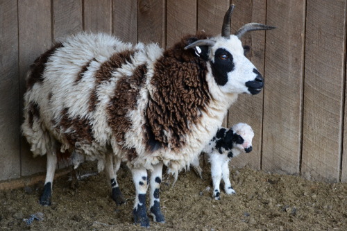 lizaleigh:fireflyfarmpa:First time mama “Catastrophe” and her ewe lamb.…I can understand the name. W