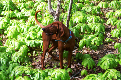 Hunter’s Hushabye Mountain - Redbone CoonhoundLilah Marie at 7 months old.