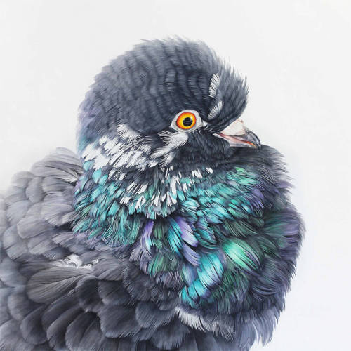 fat-birds:  npr:  culturenlifestyle:  Adele Renault Paints Incredibly Realistic Pigeon Portraits Adele Renault is an artist focused on painting stunning realistic portraits of pigeons and humans on giant murals and small canvases. This series features