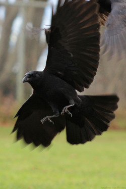 twistbeat:So, these are the kind of shots I usually try to go for when taking pictures of the crows flying. As you can see they’re typically at a good angle but slightly out of focus. It’s unfortunate, but they make excellent reference shots if you’re