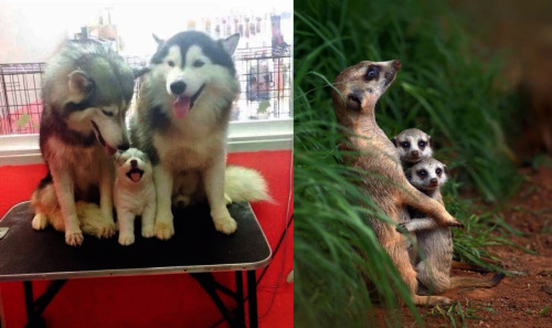 gifsboom:  Family Photos via