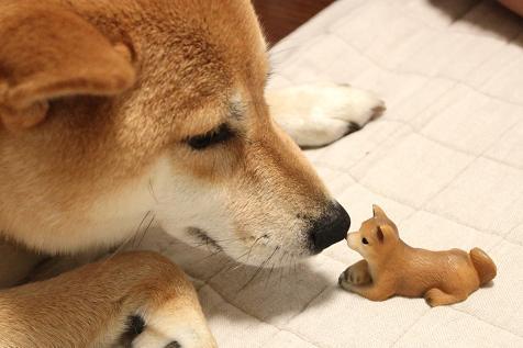SHEEBS