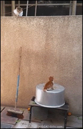 catsdogsgifs:http://catsdogsgifs.tumblr.com/
