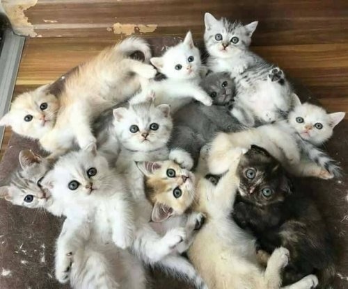 Cutest blog on internet