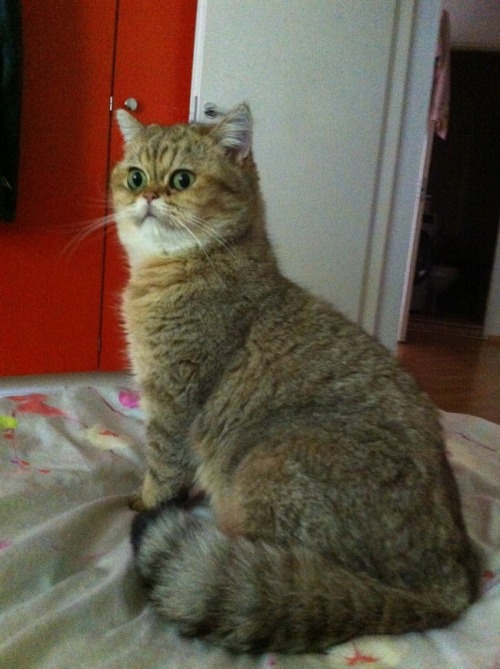 Gemma (via -mari kart)