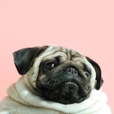 chubbyketty:  Pugs on pastel 
