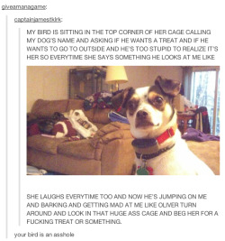 ask-soaring-spirit:  askwonderbolt-soarin:  itsstuckyinmyhead:  Pets and Tumblr photoset  never gets old  OMG OMG OMG THATS SO CUTE  XD!! OMG that second to last one&hellip; cat&rsquo;s like &ldquo;&hellip;did&hellip; did I just become a puppy god?&rdquo;