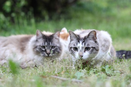 cybergata:Kuro ready to pounce while Nora, his mommy watches.