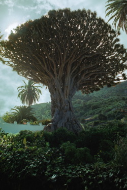 upclosefromafar:   Ancient Dragon Tree  