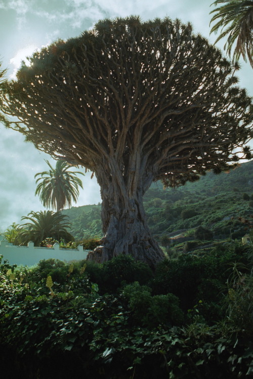   Dragon Tree of Icod de los Vinos, Tenerife.