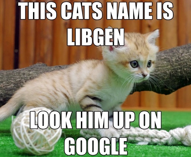 A picture of a kitten captioned with 'this cat's name is libgen, look him up on google'