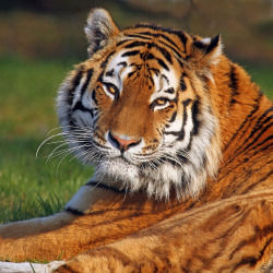 jaws-and-claws:  Amur Tiger @YorkshireWP by jackalphotography on Flickr.