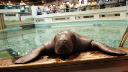 manafromheaven:  foundinthesea:  so the oldest manatee in human care is named Snooty and he’s in his mid 60’s and lives in some museum in southern florida but apparently he heaves his head and flippers out of his tank all the time and if you don’t