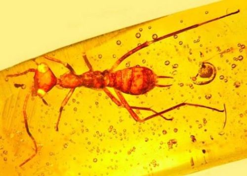 A new order of insects appears in amber The hundred million year old Cretaceous amber found in Burma