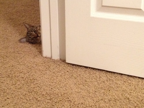 My creeper kitty Mika.  &lt;3 (submitted by cluelessakemi)