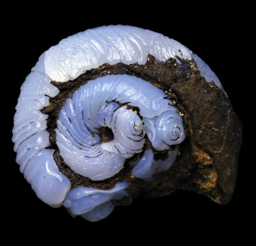 bijoux-et-mineraux:  Helix Ramondi (land snail) epigenised in blue Lussatite Opal-CT -  Dallet, Puy-de-Dôme, France 