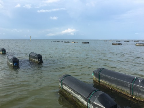 #foodtripping road trip memories: Mobile Oyster Co. in Dauphin Island, AlabamaThe south was all abou