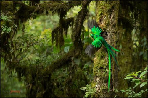 avianawareness:Resplendent Quetzals - The Rare Jewel Birds of the WorldThese splendidly plumaged bir
