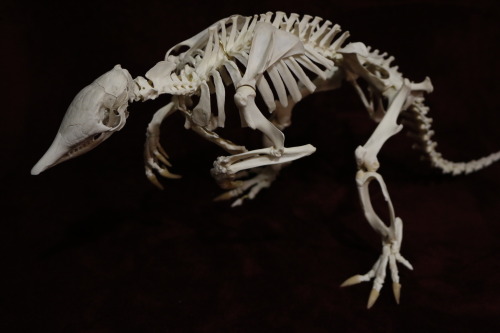 snakeybones:My latest articulation– an adorable arm.adillo!!@flesh-n-bonesss