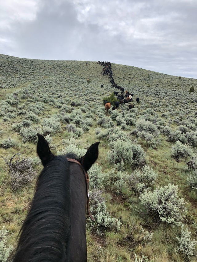 Porn photo bearcat9193:Moved pairs from the BLM (bureau