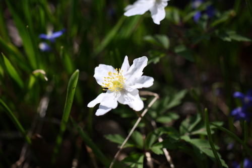 kartoffele: Nature photography by me © kartoffele​